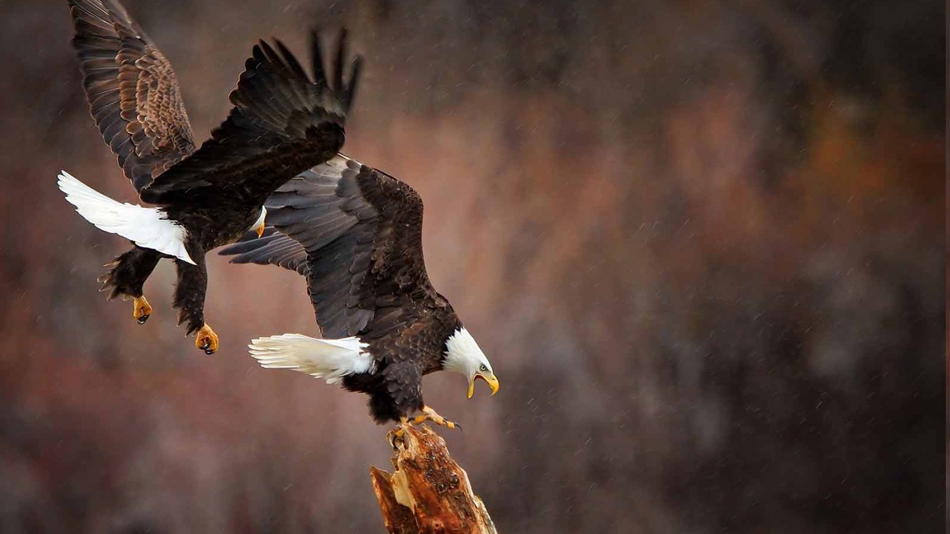 National geographic eagle pictures National geographic eagle pictures
