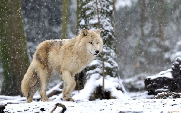 Hd,animal