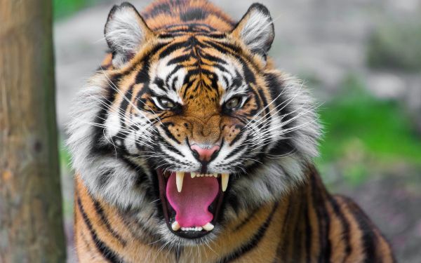 animal