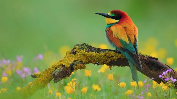 nature,1920x1080,animal,bird,fauna,kingfisher