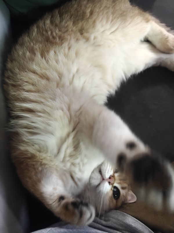 kissa