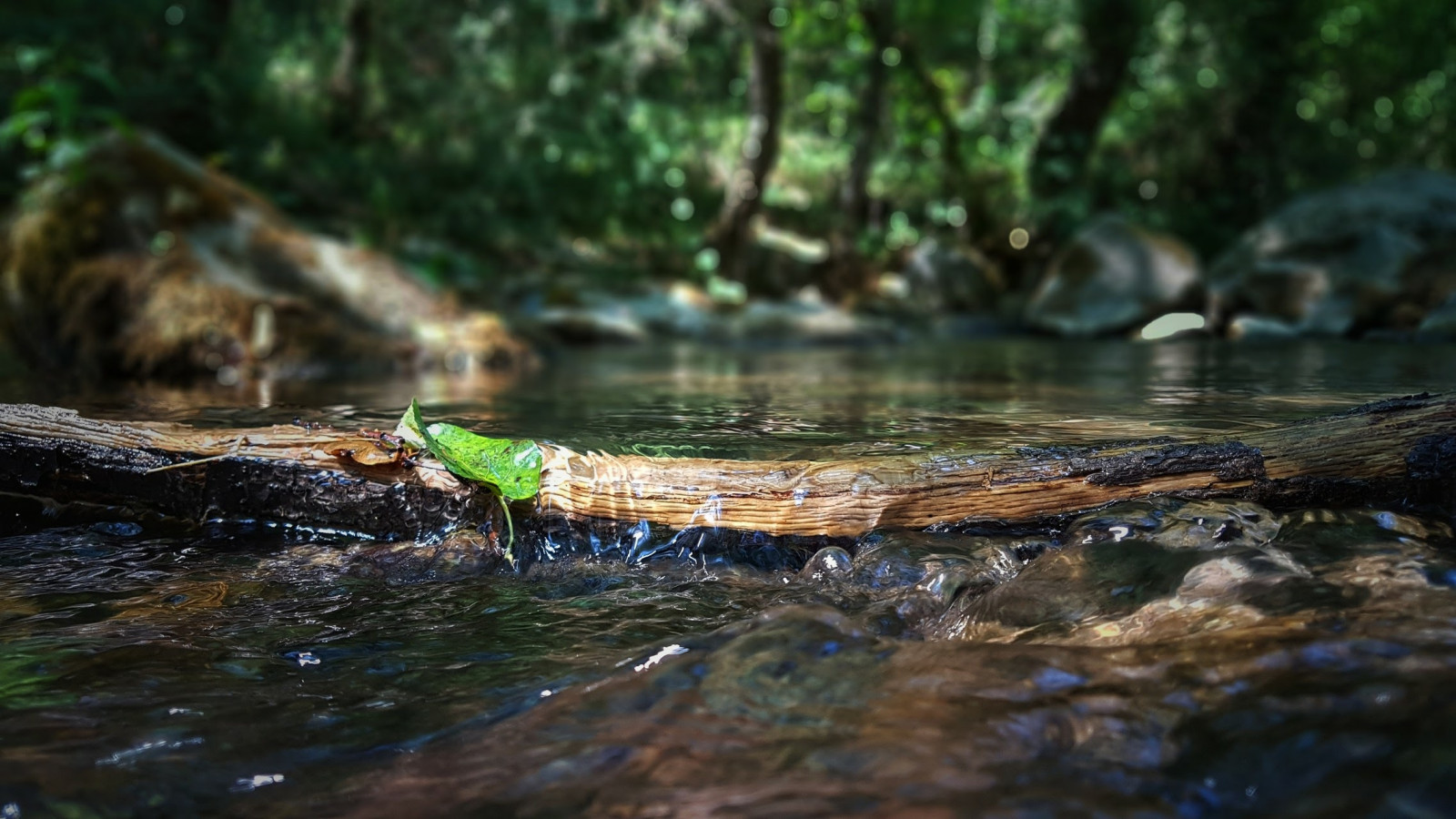 nature