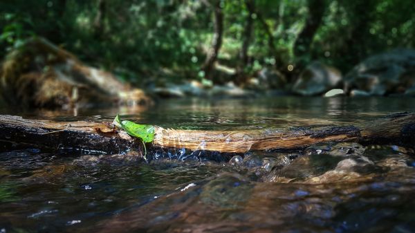 nature