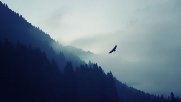 aguila