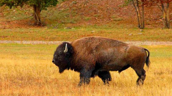 1920x1080,animal,bison,buffalo,grassland,plain