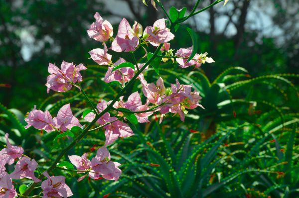 flowers