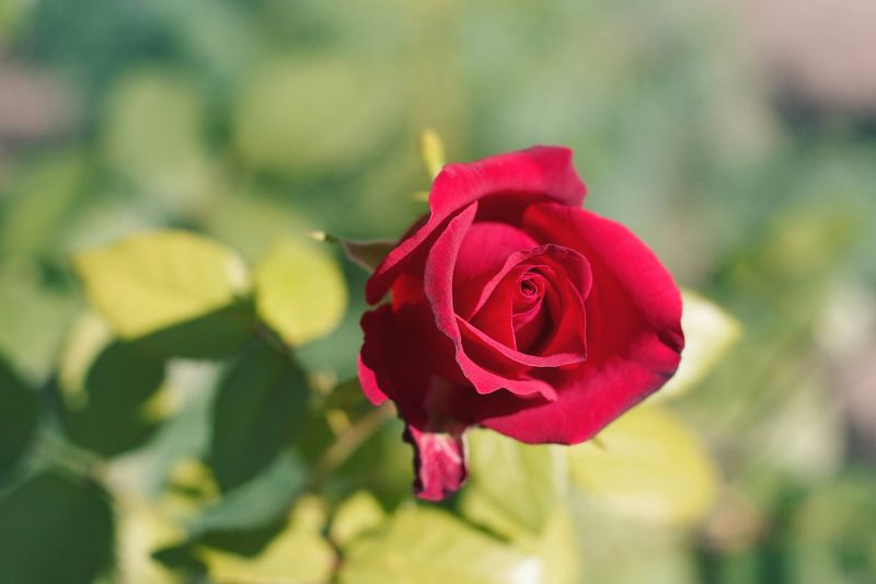 pták,modrá obloha,jasný,uklidnit,kaňon,zblízka