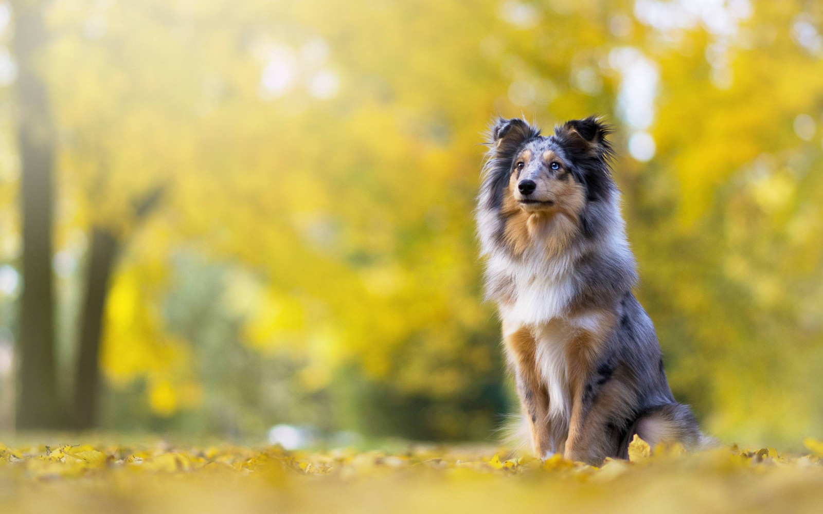 pták, modrá obloha, jasný, uklidnit, kaňon, zblízka, útulný, životní prostředí, večer, Let, flóra, les, ponurý, home decor, krajina, životní styl, dlouhé expozice, nízký úhel, bujný, makro fotografie, majestátní, louka, hora, Příroda, noc, oceán, klidný, řeka, romantický, scénický, racek, prostorný, jaro, proud, stylový, letní, slunečnímu záření, Slunný, západ slunce, cestovat, strom, Soumrak, vodopád, široký úhel, křídla