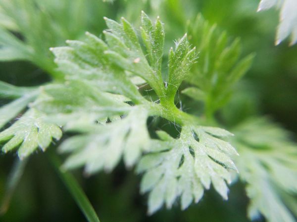nature,details,green,leaf