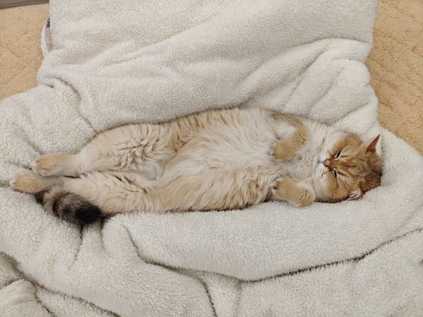 cat,kitten,yellow