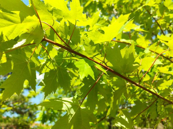 leaf