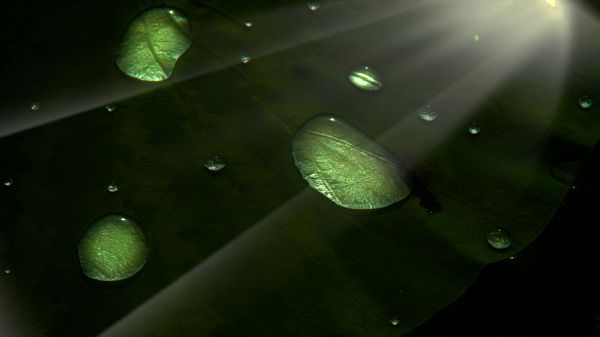 natural,water,liquid,moisture,terrestrial plant,dew