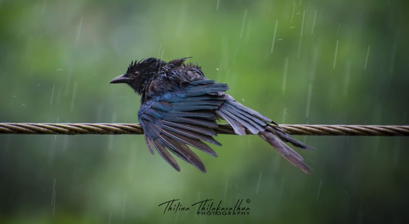 Sri Lanka,svart,Drongo