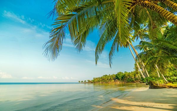 horizon,noon,shiny,beach,palm,Sunny