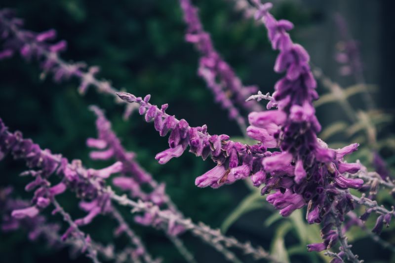 SANAT,doğa,Fotoğraf,Fotoğraf,bitki,mor