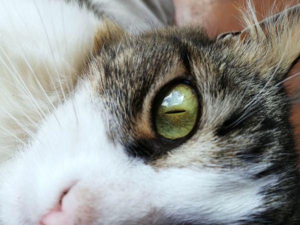 kedi,göz,hayvan