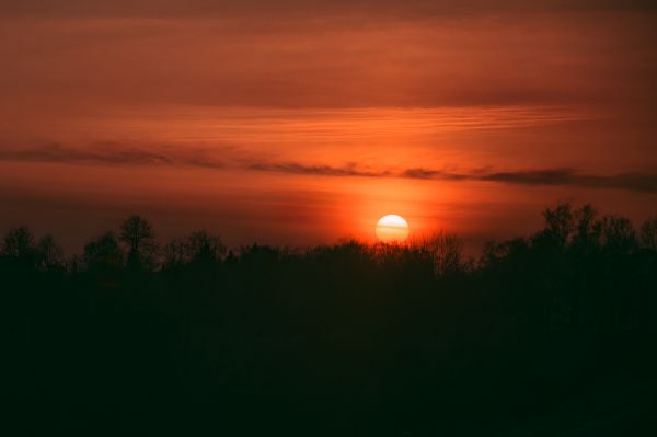 forest,field,trees,nature,mother nature,sunset