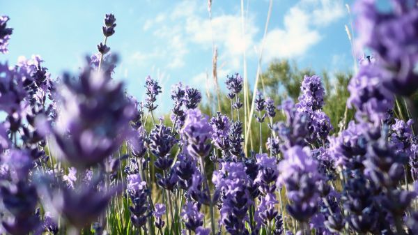 fiore,HD