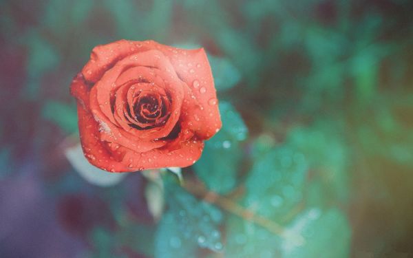 rose