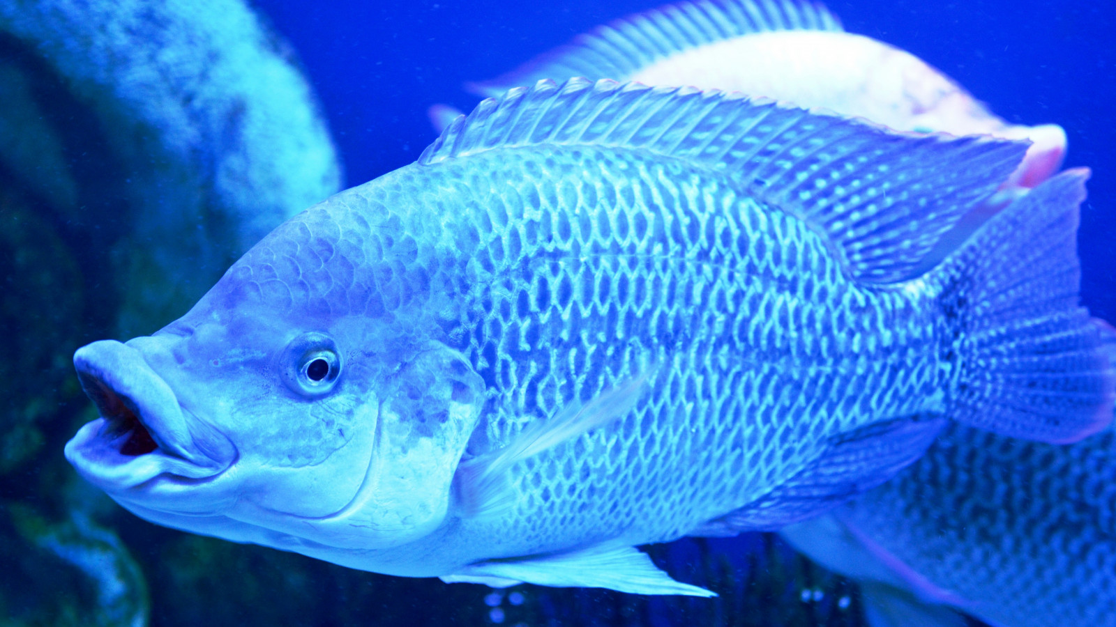 blue, coral reef, ocean, sea