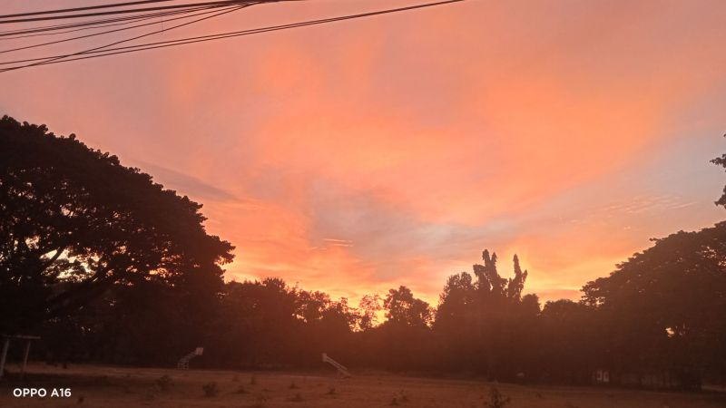 nattehimmel,Skov,rød himmel