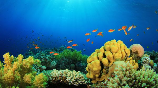 blue,coral reef,ocean,sea