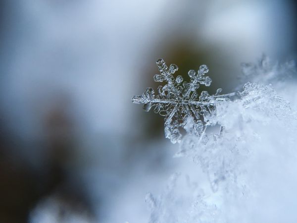 branch,close up,frost,ice,nature,season