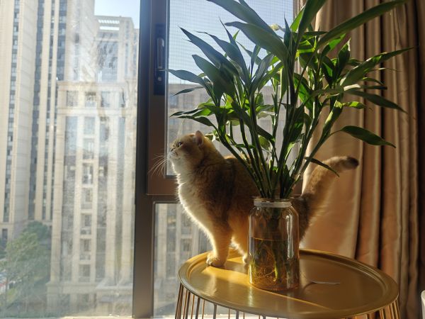 kissa