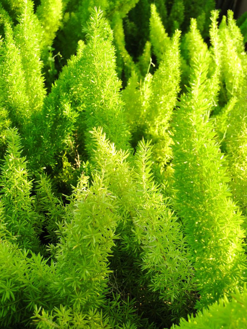 Зеленый,Растения