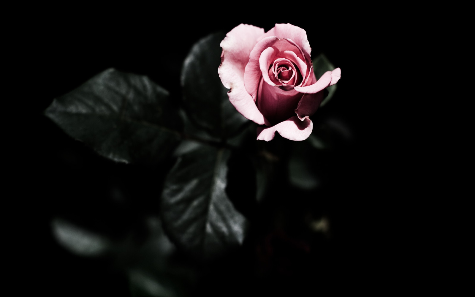 black, hd, pink, roze