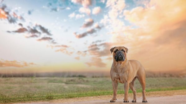 animal,hd