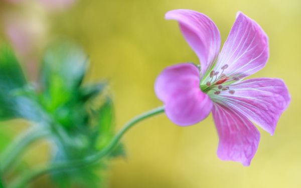 floare