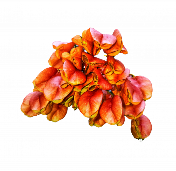 厂,水果,性质,红色,koelreuteria,花