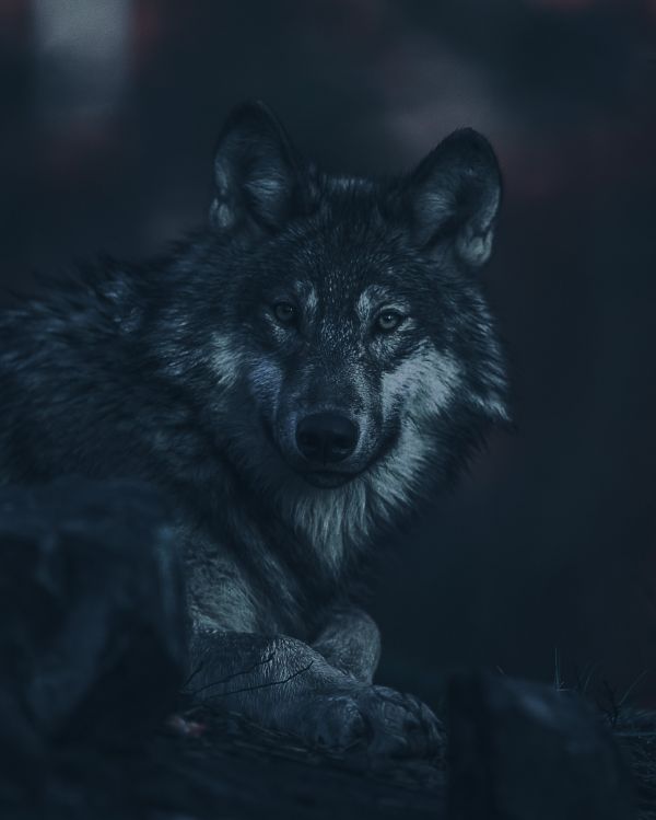 chill,wild,animals,Zoo,pet,pretty