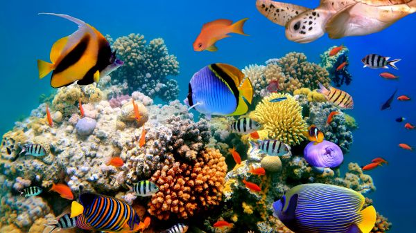 blue,coral reef,ocean,sea