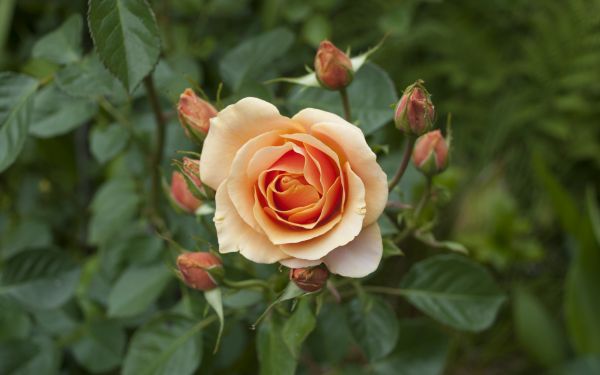 hd,rose,orange