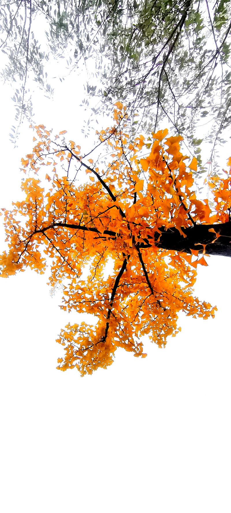 แปะก๊วย,ต้นไม้