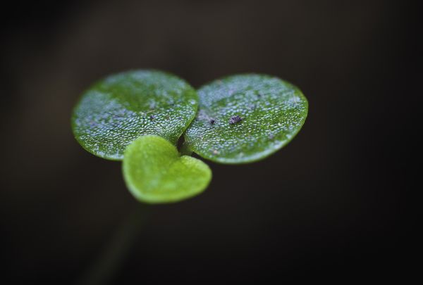 macro,plant,liquid,terrestrial plant,flowering plant,annual plant