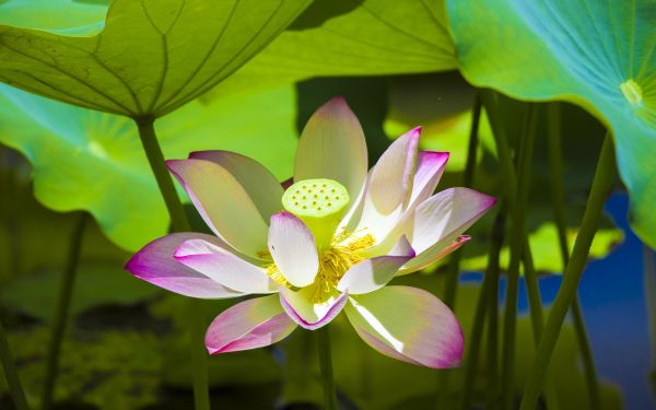Lotus