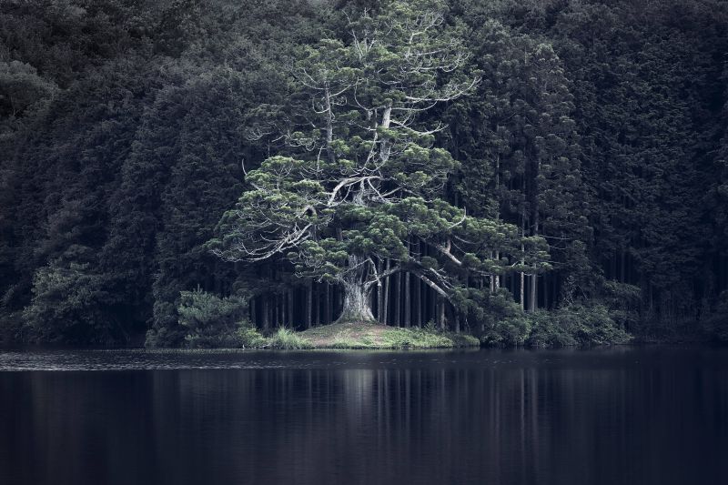 KUNST,asiatisk,bambus,sort og hvid,blå,ceremoni