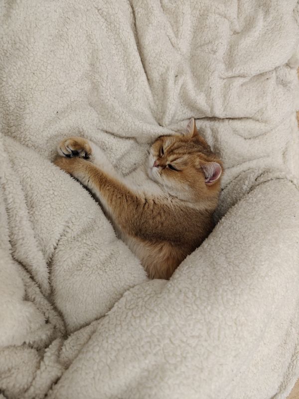 gatto,gattino,giallo