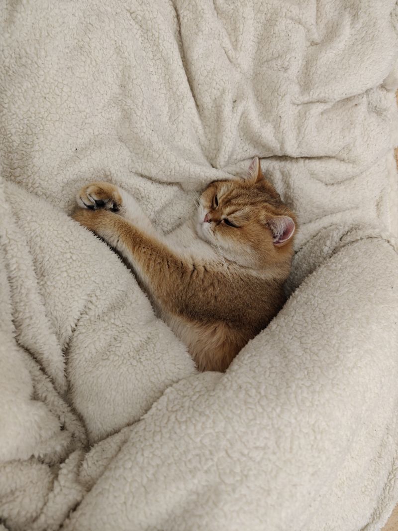 แมว,ลูกแมว,สีเหลือง