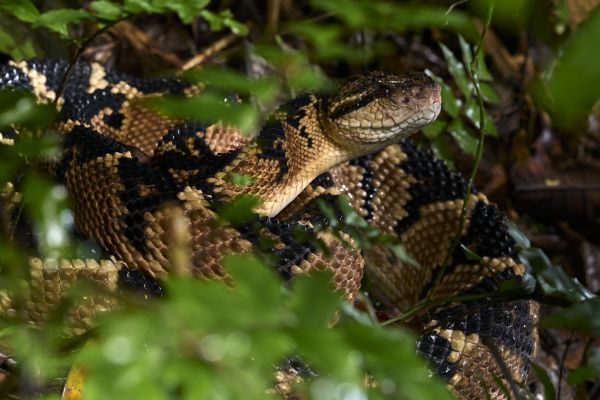 animal,hd