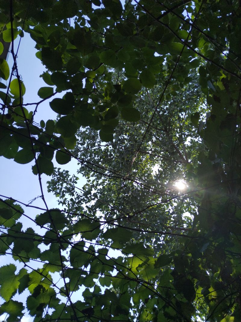 Естественный