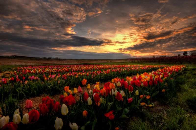 fugl,blå himmel,lyse,berolige,canyon,tæt på