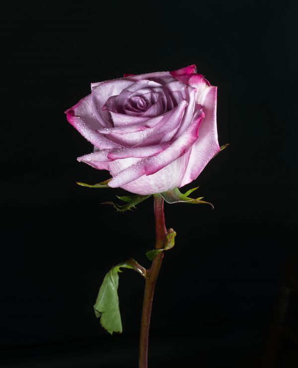 alepdias,amor,casamento,familia,love,namoro