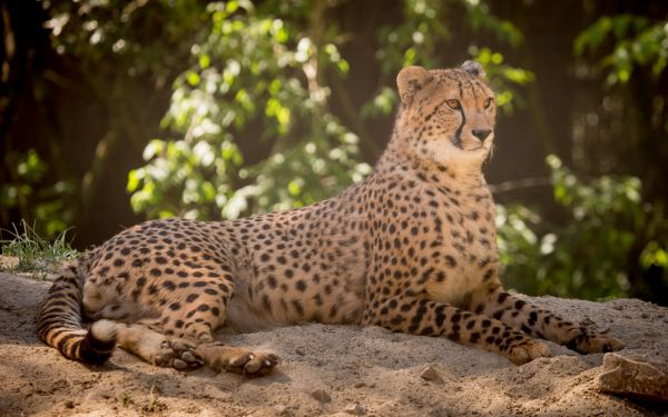animal,hd