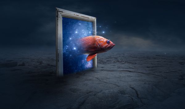 blue,cloud,fog,fish,frame,place
