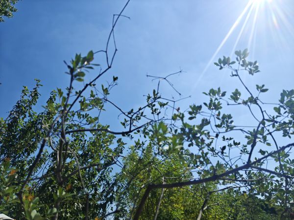 green,plant