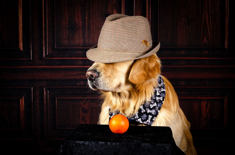 золотистый ретривер